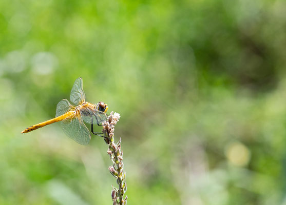 Sympetrum foncolombii - Lombardia - Italia