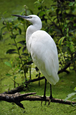 Egretta Garzetta - Lombardia _ Italia