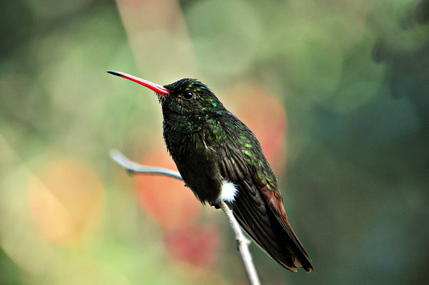 Colibrì