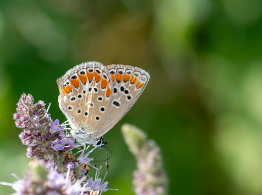 Lisandra bellargus - Lombardia - Italia