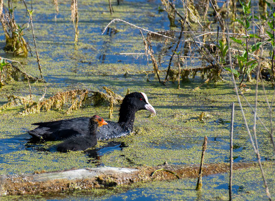 Folaga con pullo - Parco Le Folaghe Casei Gerola - Italia