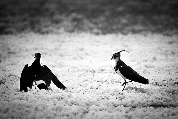 Pavoncelle in una marcita innevata - 1980 Lomellina Italia