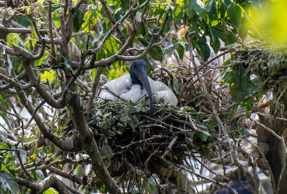 Ibis nido - Lombardia - Italia