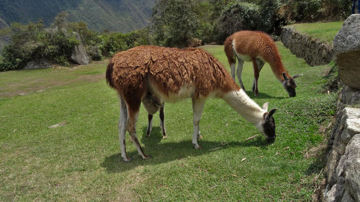 zu Gast am Machupicchu