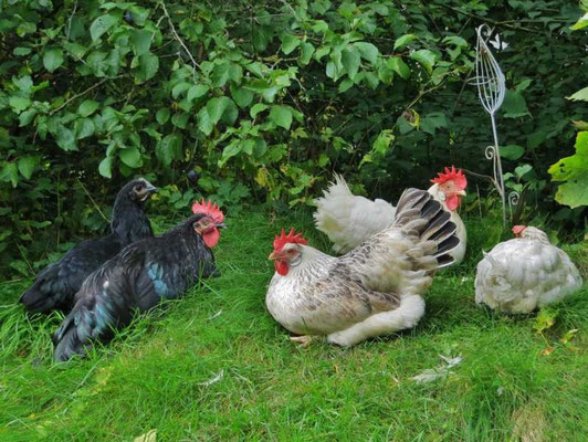 die Hühnerfamilie versammelt sich im Schatten, wir fahren in den Garten