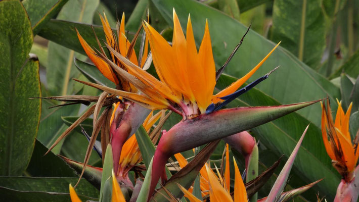 Blumenpracht in Lima