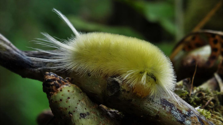 ein Tier im Urwald, das sich sehr schmerzhaft verteitigen kann