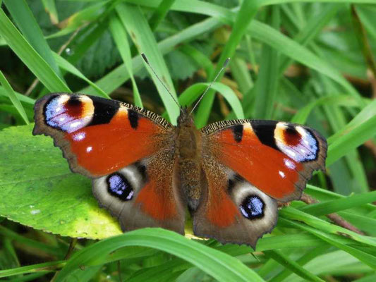 die Schmetterlinge erwärmen sich in den Sonnenstrahlen