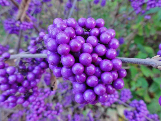 die prachtvolle Fülle der Natur mit ihren wunderschönen Farben und Früchten des Herbstes