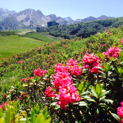 Propolis vom Fellhorn, Alpenrose