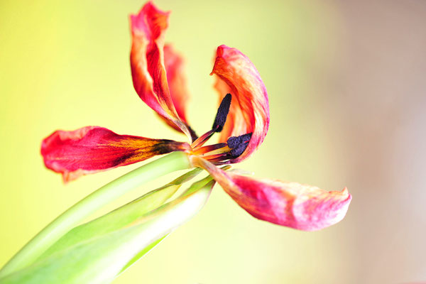 Foto: Andreas Ender, photo-art+painting | 70x50cm - Edition of 3 | 379,00€ je Stück