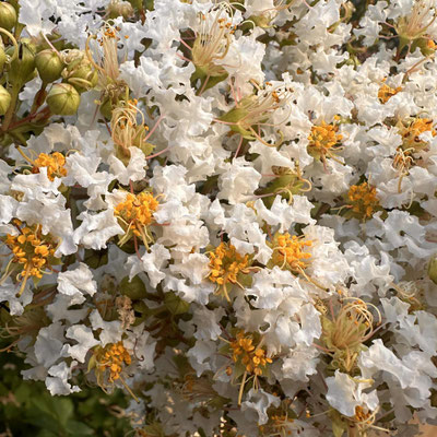 28/Twenty26: scrambled eggs or flowers? 