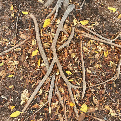 3/Twenty26: Golden Brown