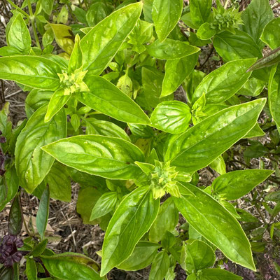 176/Twenty26: Sniff. Love the smell of basil. 