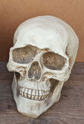 Calavera hucha resina. Ref 600390. 20x13x15