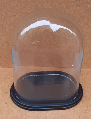 Fanal oval  base madera. Ref 6GL3481. Medida del cristal 32x23x17