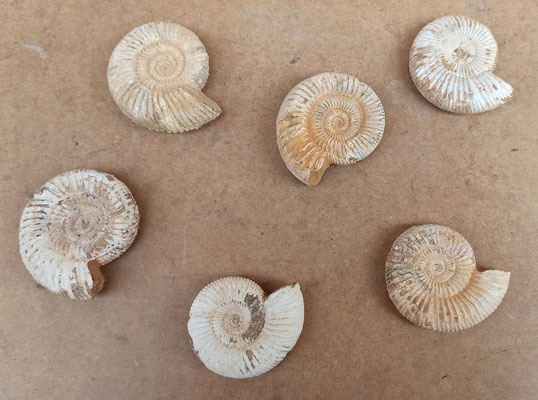 Fósil Ammonites Choffatia clase cefalópodo. 180/154 millones de años. Origen Madagascar. Ref 11379018. 7/8 cms
