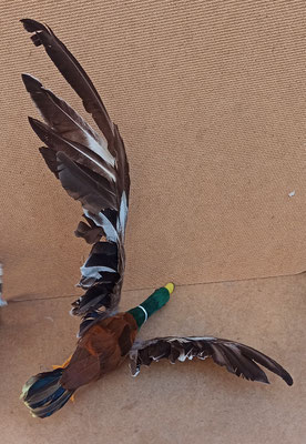 Pato poliespan y plumas. 20x32x40