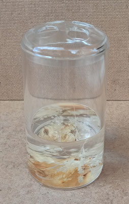 Vaso porta cepillos