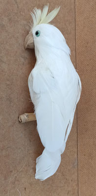 Papagayo poliespan y plumas. Ref 1075. 25x9x8