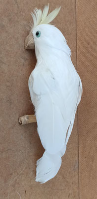 Papagayo porexpan y plumas. Ref 1075. 25x9x8