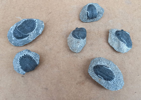 Fósil Trilobites metacantina. Origen Marruecos. Ref 11379087. 6/8 cms