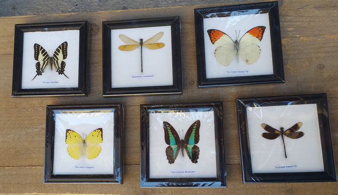 Cuadro mariposas e insectos reales. Ref 2444024. 12x12. Consultar modelos disponibles.