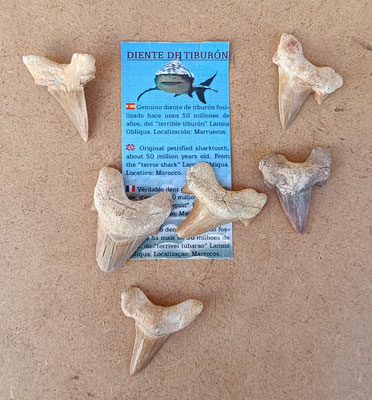 Fósiles diente de tiburón 50 millones de años. Origen Marruecos. Ref 11379007. 5x4 aprox