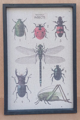 Cuadro lienzo insectos. Ref 19964. 60x40