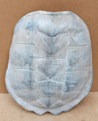 Concha de tortuga de resina