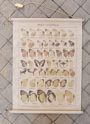 Lienzo impreso mariposas. Ref 27594. 97x76