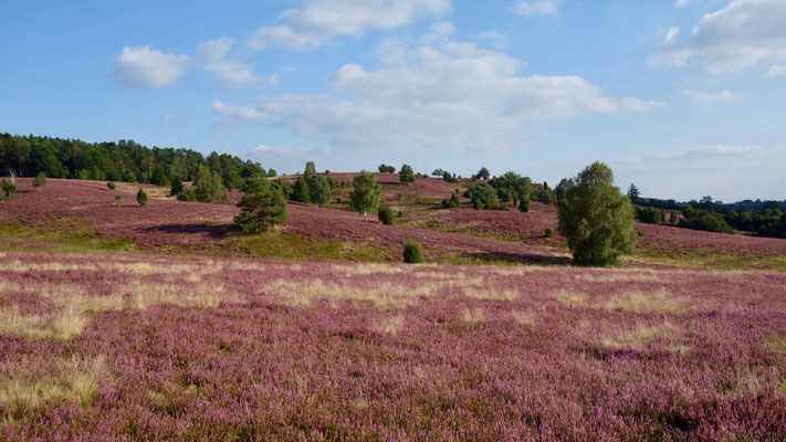 Heideblüte, Lüneburger Heide