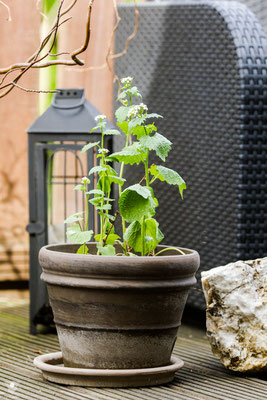 knoblauchsrauke alliaria petiolata anfang mai im ersten jahr auf dem balkon. hier ging es dem waldexemplar direkt nach dem einpflanzen noch nicht so gut.