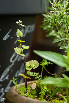 knoblauchsrauke alliaria petiolata mitte mai. dieses exemplar hat sich neben dem lavendel ausgestreut und ist super klein geblieben.