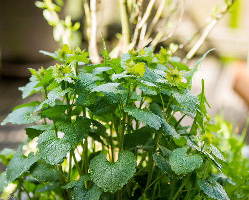 knoblauchsrauke alliaria petiolata kurz vor der blüte im zweiten jahr auf dem balkon. die rauke ist mit ihrem standort super zufrieden und hat sich fleißig ausgebreitet.