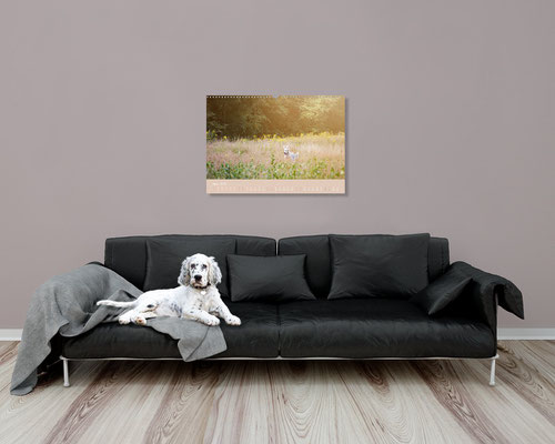 VISOVIO English Setter - Impressionen edler Hunde >>> Bestellbar bei jedem regionalen Buchhändler und diversen Online-Plattformen ||| english setter, geschenkidee, setter kalender, visovio, fineart