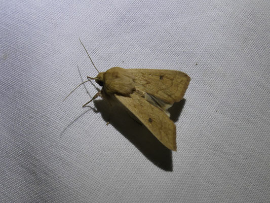 Dottergelbe Graseule (Mythimna vitellina)