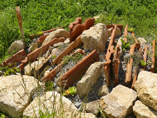 der kleine Spaltengarten im naturnahen Ortskern Köttendorf - alle Pflanzen sind angewachsen und noch ein paar eingewandert