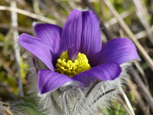 Blüte Pulsatilla vulgaris (Gewöhnliche Kuhschelle)