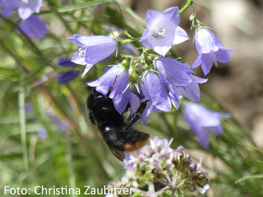 eine Steinhummel tankt nektar an der Blüte der Rundblättrigen Glockenblume (Campanula rotundifolia)