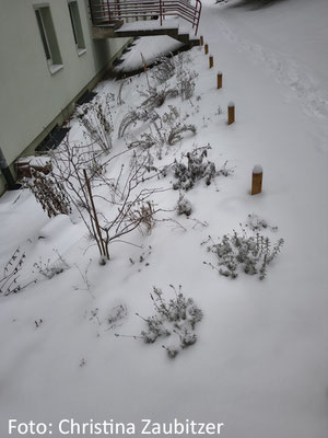Ein schneebedeckter naturnah bepflanzter Vorgarten am Wohnblock im Januar 2026 in Jena. Die vertrockneten Blütenstände der Wildstauden schauen aus dem Schnee heraus. Sie bieten Insekten eine Überwinterungsmöglichkeit.
