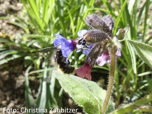 Eine Hummel tankt Nektar an einer Blüte des Gefleckten Lungenkrauts (Pulmonaria officinalis), das seit Ende März 2026 in einem naturnah bepflanzten Vorgarten in Jena blüht.