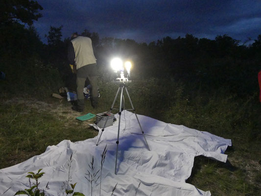 Aufbau für den Lichtfang: weiße Bodentücher und darauf die Lichtquelle auf ein Stativ gesetzt
