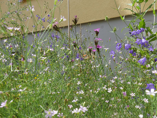 ein artenreich und insektenfreundlich bepflanztes Vorgartenbeet