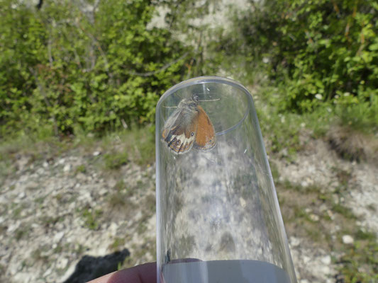 ein Weißbindiges Wiesenvögelchen in der Becherlupe