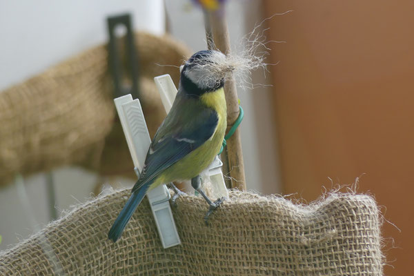 eine Blaumeise hat für den Nestbau den Schnabel voller Fasern, die sie aus dem Winterschutz auf dem Balkon gezupft hat