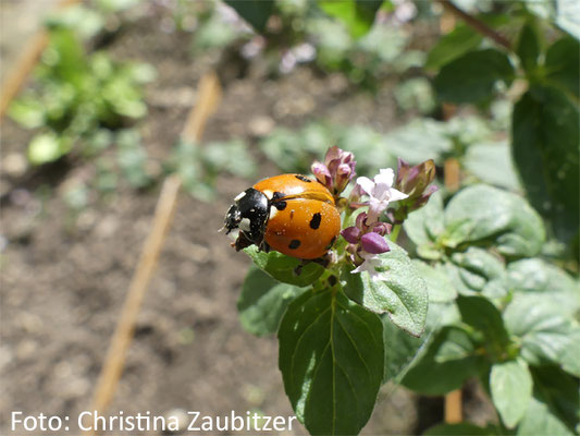 ein heimischer Siebenpunkt-Marienkäfer am Echten Dost (Origanum vulgare)