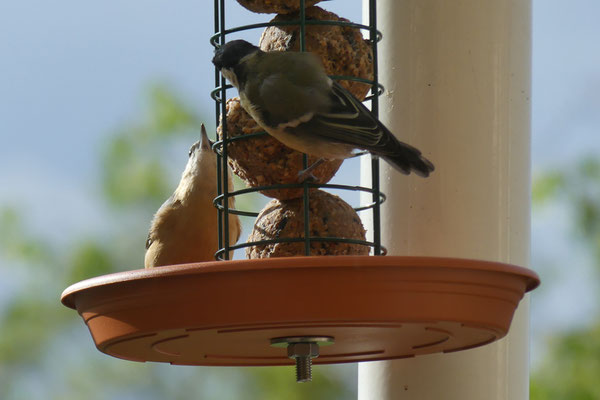 ein Kleiber und eine Kohlmeise fressen an Meisenknödeln auf dem Balkon