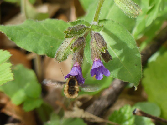 30.03.2024: ein Wollschweber fliegt die Blüten des Dunklen Lungenkrauts an