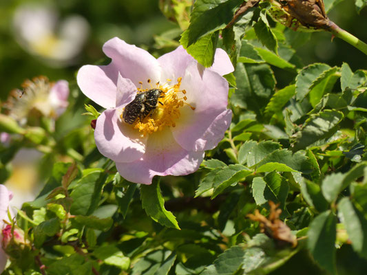 Trauer-Rosenkäfer paaren sich auf einer Wildrosenblüte